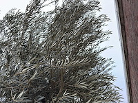 Olijfboom bonsai xl - olea europaea - 200 jaar oud - hoogte ca. 330 cm - afbeelding 3 van  5