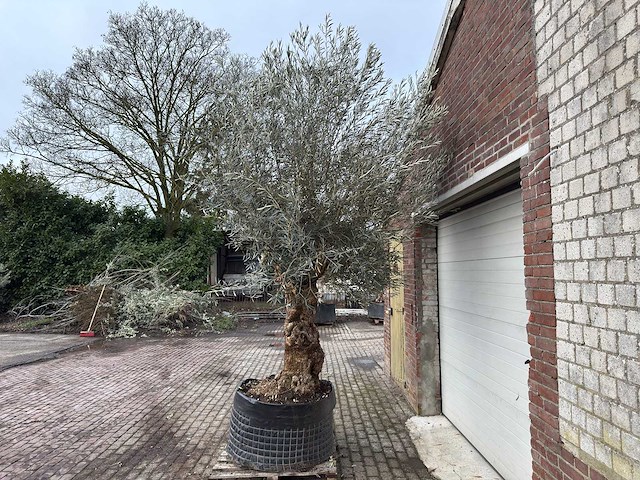 Olijfboom bonsai xl - olea europaea - 200 jaar oud - hoogte ca. 330 cm - afbeelding 1 van  6