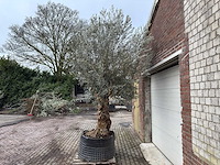 Olijfboom bonsai xl - olea europaea - 200 jaar oud - hoogte ca. 330 cm - afbeelding 1 van  6