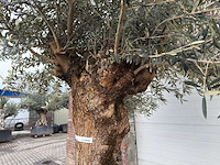 Olijfboom bonsai xl - olea europaea - 200 jaar oud - hoogte ca. 330 cm - afbeelding 2 van  6