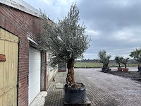 Olijfboom bonsai xl - olea europaea - 200 jaar oud - hoogte ca. 330 cm - afbeelding 3 van  6