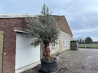 Olijfboom bonsai xl - olea europaea - 200 jaar oud - hoogte ca. 330 cm - afbeelding 4 van  6