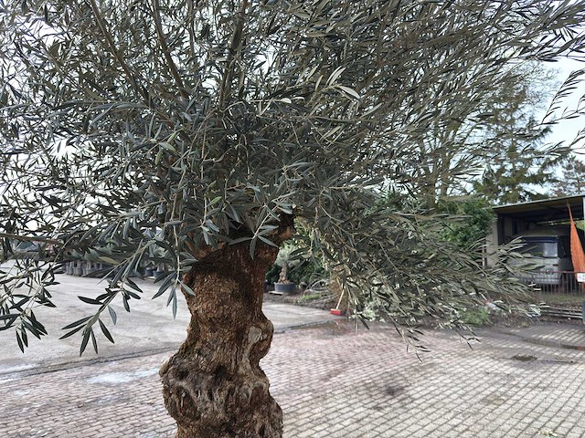 Olijfboom bonsai xl - olea europaea - 200 jaar oud - hoogte ca. 330 cm - afbeelding 5 van  6