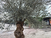 Olijfboom bonsai xl - olea europaea - 200 jaar oud - hoogte ca. 330 cm - afbeelding 5 van  6