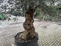 Olijfboom bonsai xl - olea europaea - 200 jaar oud - hoogte ca. 330 cm - afbeelding 6 van  6