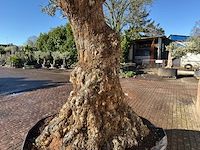 Olijfboom bonsai xl - olea europaea - ca. 100 jaar oud - hoogte ca. 250 cm - afbeelding 2 van  12