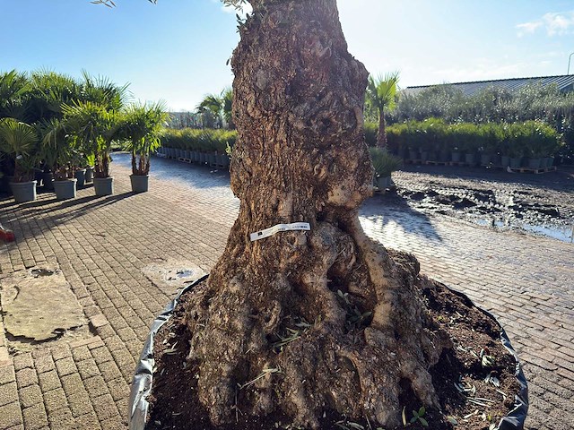 Olijfboom bonsai xl - olea europaea - ca. 100 jaar oud - hoogte ca. 250 cm - afbeelding 3 van  12