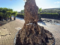 Olijfboom bonsai xl - olea europaea - ca. 100 jaar oud - hoogte ca. 250 cm - afbeelding 3 van  12