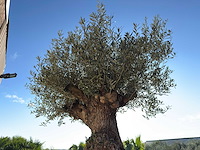 Olijfboom bonsai xl - olea europaea - ca. 100 jaar oud - hoogte ca. 250 cm - afbeelding 4 van  12