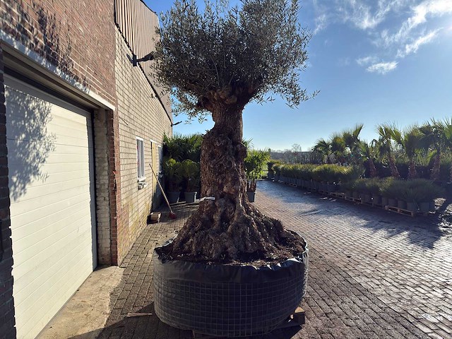 Olijfboom bonsai xl - olea europaea - ca. 100 jaar oud - hoogte ca. 250 cm - afbeelding 8 van  12