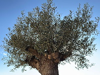 Olijfboom bonsai xl - olea europaea - ca. 100 jaar oud - hoogte ca. 250 cm - afbeelding 11 van  12