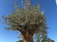 Olijfboom bonsai xl - olea europaea - ca. 100 jaar oud - hoogte ca. 250 cm - afbeelding 12 van  12