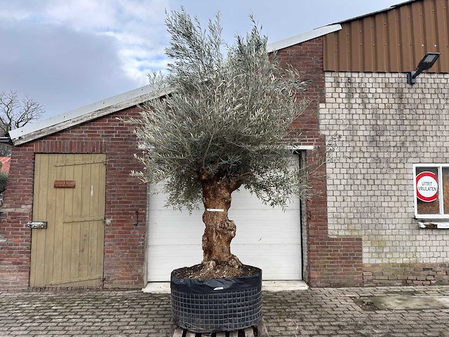 Olijfboom bonsai xl - olea europaea - ca. 100 jaar oud - hoogte ca. 250 cm - afbeelding 1 van  9