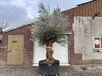 Olijfboom bonsai xl - olea europaea - ca. 100 jaar oud - hoogte ca. 250 cm