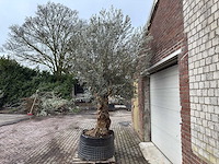 Olijfboom bonsai xl - olea europaea - ca. 100 jaar oud - hoogte ca. 250 cm - afbeelding 2 van  9