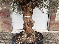 Olijfboom bonsai xl - olea europaea - ca. 100 jaar oud - hoogte ca. 250 cm - afbeelding 3 van  9