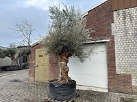 Olijfboom bonsai xl - olea europaea - ca. 100 jaar oud - hoogte ca. 250 cm - afbeelding 6 van  9
