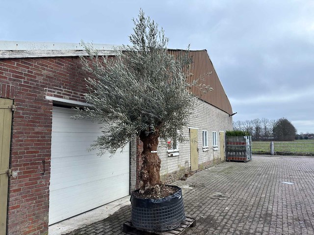 Olijfboom bonsai xl - olea europaea - ca. 100 jaar oud - hoogte ca. 250 cm - afbeelding 7 van  9