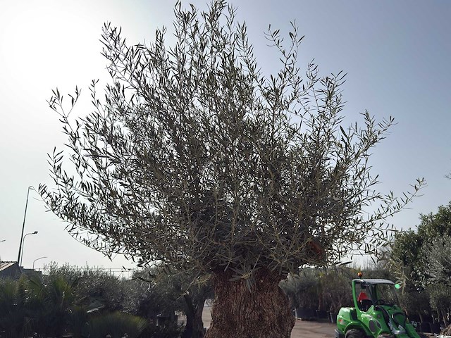 Olijfboom bonsai xl - olea europaea - ca. 100 jaar oud - hoogte ca. 270 cm - afbeelding 2 van  10