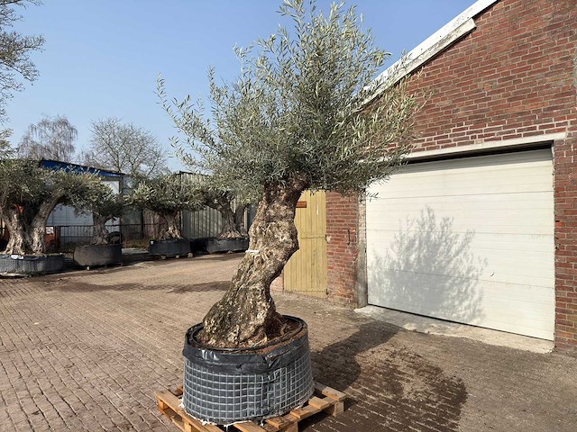 Olijfboom bonsai xl - olea europaea - ca. 100 jaar oud - hoogte ca. 270 cm - afbeelding 3 van  10
