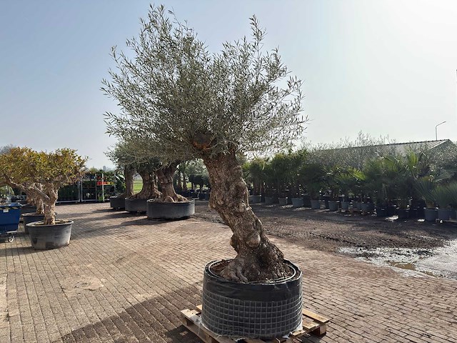 Olijfboom bonsai xl - olea europaea - ca. 100 jaar oud - hoogte ca. 270 cm - afbeelding 5 van  10