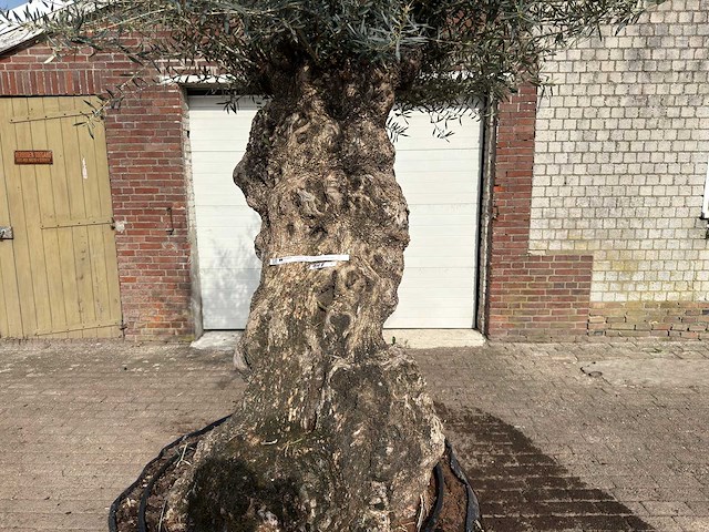 Olijfboom bonsai xl - olea europaea - ca. 100 jaar oud - hoogte ca. 270 cm - afbeelding 7 van  10
