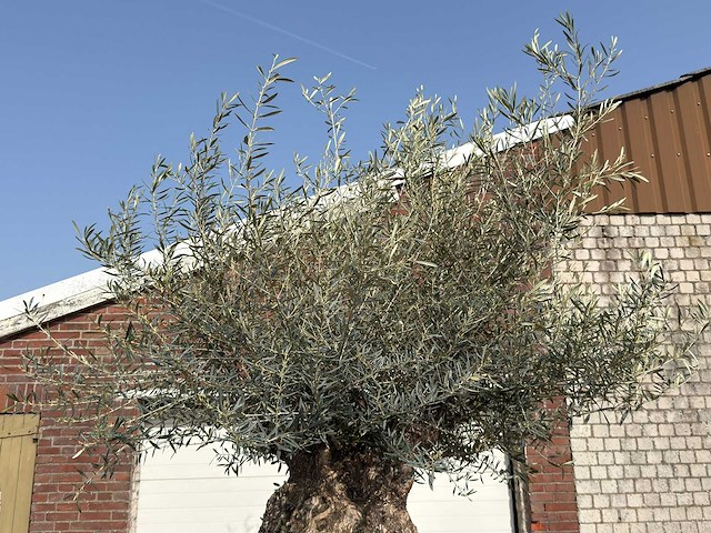 Olijfboom bonsai xl - olea europaea - ca. 100 jaar oud - hoogte ca. 270 cm - afbeelding 8 van  10