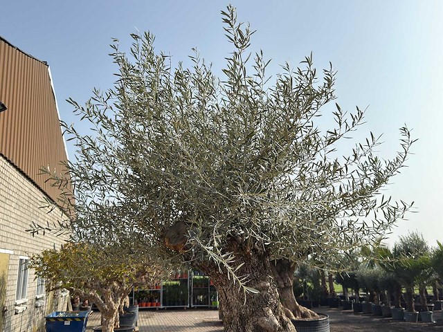 Olijfboom bonsai xl - olea europaea - ca. 100 jaar oud - hoogte ca. 270 cm - afbeelding 9 van  10