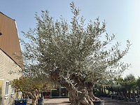 Olijfboom bonsai xl - olea europaea - ca. 100 jaar oud - hoogte ca. 270 cm - afbeelding 9 van  10