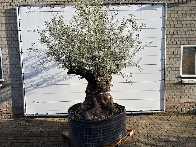 Olijfboom bonsai xl - olea europaea - ca. 100 jaar oud - hoogte ca. 280 cm - afbeelding 1 van  5