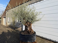 Olijfboom bonsai xl - olea europaea - ca. 100 jaar oud - hoogte ca. 280 cm - afbeelding 2 van  5