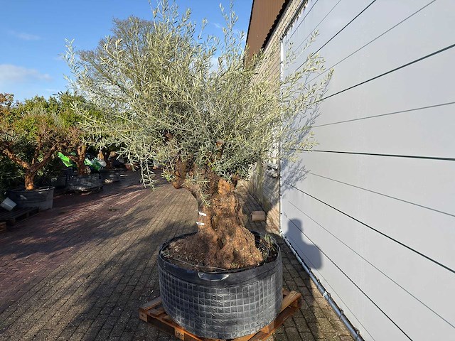 Olijfboom bonsai xl - olea europaea - ca. 100 jaar oud - hoogte ca. 280 cm - afbeelding 3 van  5