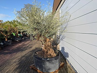 Olijfboom bonsai xl - olea europaea - ca. 100 jaar oud - hoogte ca. 280 cm - afbeelding 3 van  5