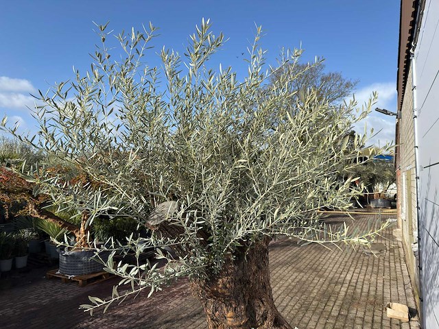 Olijfboom bonsai xl - olea europaea - ca. 100 jaar oud - hoogte ca. 280 cm - afbeelding 1 van  7