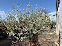 Olijfboom bonsai xl - olea europaea - ca. 100 jaar oud - hoogte ca. 280 cm - afbeelding 1 van  7
