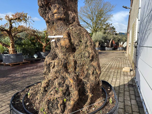 Olijfboom bonsai xl - olea europaea - ca. 100 jaar oud - hoogte ca. 280 cm - afbeelding 2 van  7