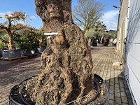 Olijfboom bonsai xl - olea europaea - ca. 100 jaar oud - hoogte ca. 280 cm - afbeelding 2 van  7