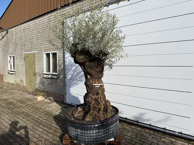 Olijfboom bonsai xl - olea europaea - ca. 100 jaar oud - hoogte ca. 280 cm - afbeelding 3 van  7