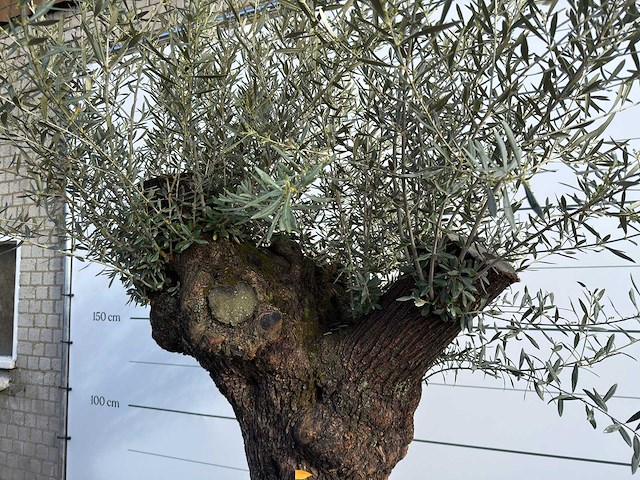 Olijfboom bonsai xl - olea europaea - ca. 100 jaar oud - hoogte ca. 280 cm - afbeelding 4 van  7