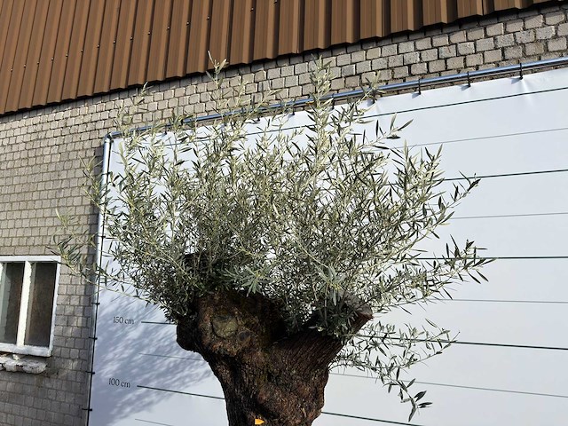Olijfboom bonsai xl - olea europaea - ca. 100 jaar oud - hoogte ca. 280 cm - afbeelding 5 van  7