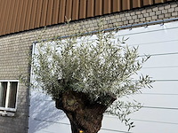 Olijfboom bonsai xl - olea europaea - ca. 100 jaar oud - hoogte ca. 280 cm - afbeelding 5 van  7
