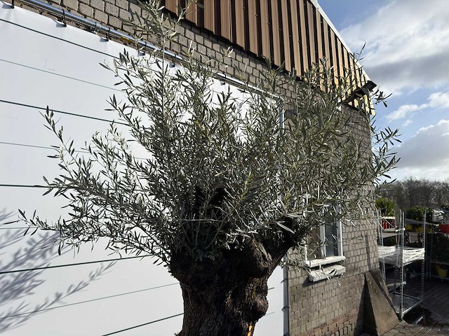 Olijfboom bonsai xl - olea europaea - ca. 100 jaar oud - hoogte ca. 280 cm - afbeelding 6 van  7