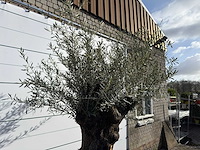 Olijfboom bonsai xl - olea europaea - ca. 100 jaar oud - hoogte ca. 280 cm - afbeelding 6 van  7