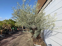Olijfboom bonsai xl - olea europaea - ca. 100 jaar oud - hoogte ca. 280 cm - afbeelding 7 van  7