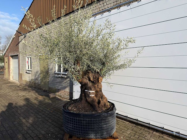 Olijfboom bonsai xl - olea europaea - ca. 100 jaar oud - hoogte ca. 280 cm - afbeelding 2 van  9