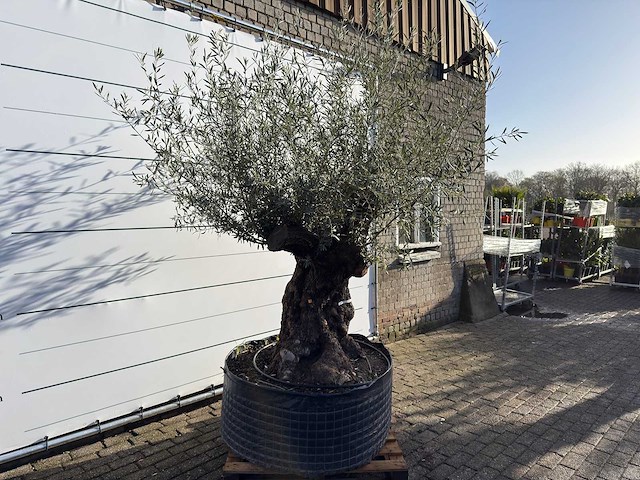 Olijfboom bonsai xl - olea europaea - ca. 100 jaar oud - hoogte ca. 280 cm - afbeelding 4 van  9