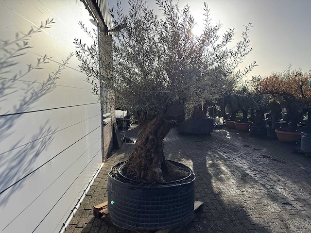 Olijfboom bonsai xl - olea europaea - ca. 100 jaar oud - hoogte ca. 280 cm - afbeelding 5 van  9