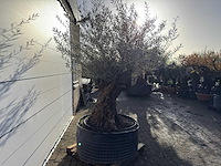 Olijfboom bonsai xl - olea europaea - ca. 100 jaar oud - hoogte ca. 280 cm - afbeelding 5 van  9