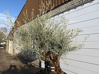 Olijfboom bonsai xl - olea europaea - ca. 100 jaar oud - hoogte ca. 280 cm - afbeelding 6 van  9