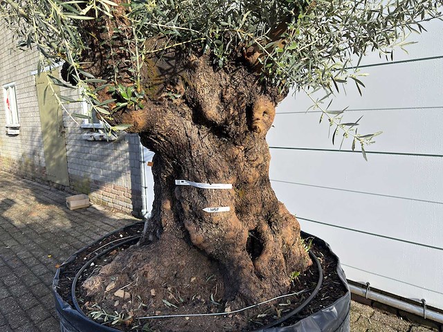 Olijfboom bonsai xl - olea europaea - ca. 100 jaar oud - hoogte ca. 280 cm - afbeelding 7 van  9